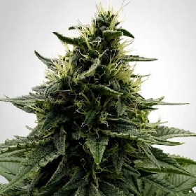 Kush > The Bulldog Seeds